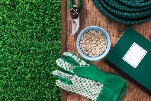You can grow cinnamon with simple gardening tools and seeds.