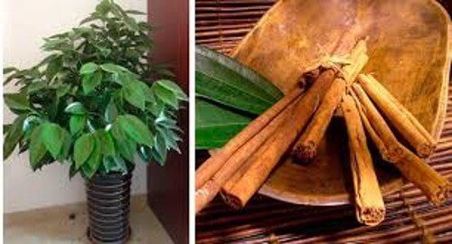 How to Grow Cinnamon at Home
