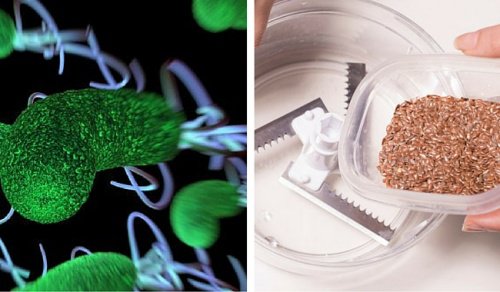 These Two Ingredients Eliminate Intestinal Parasites