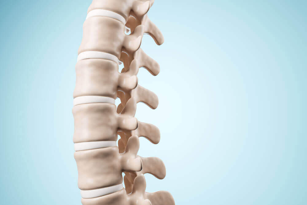 A model of the spinal column.