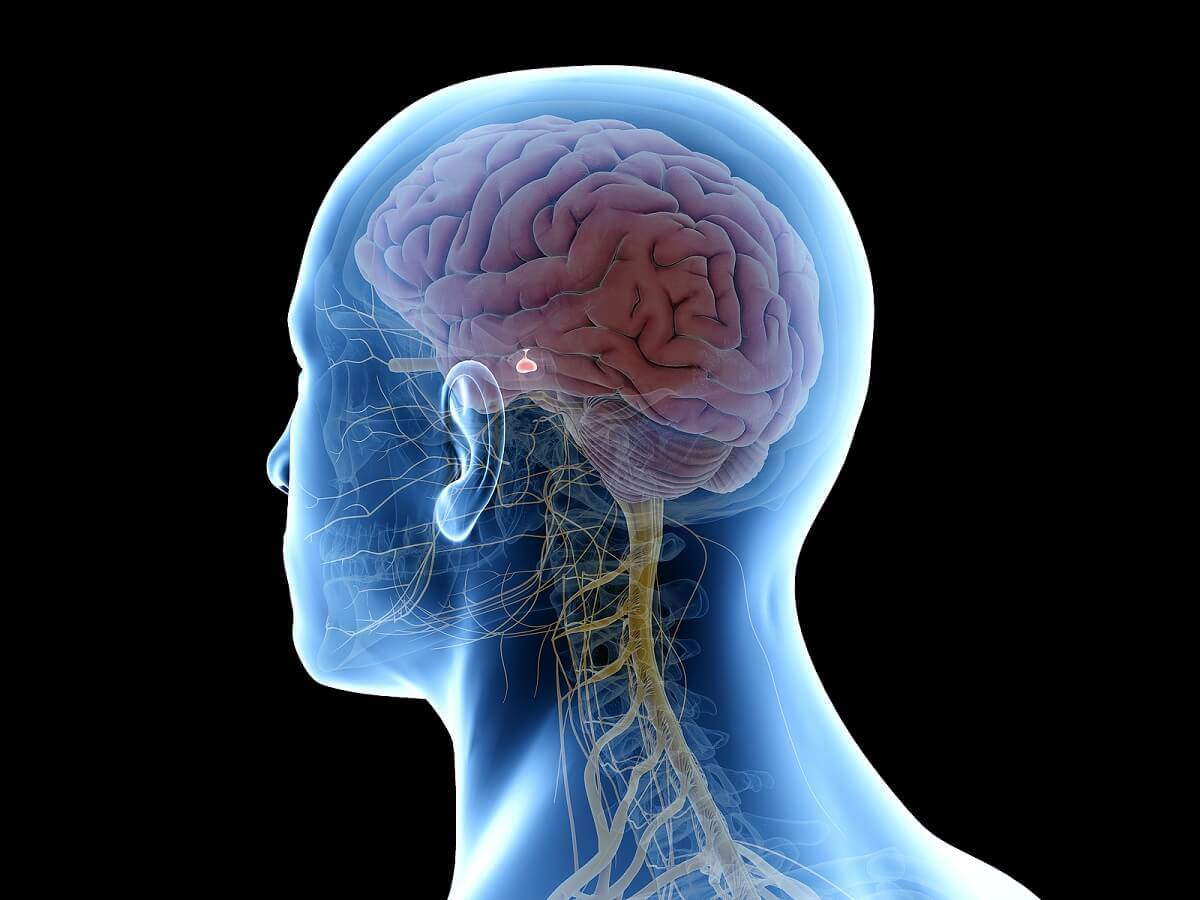 A digital image of the human nervous system.