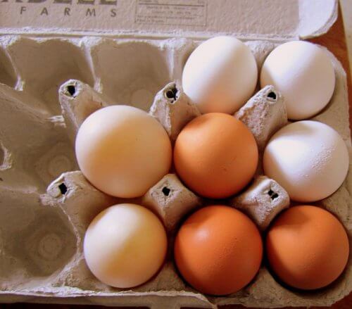 eggs