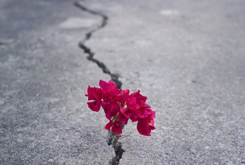 Some flowers growing in pavement.