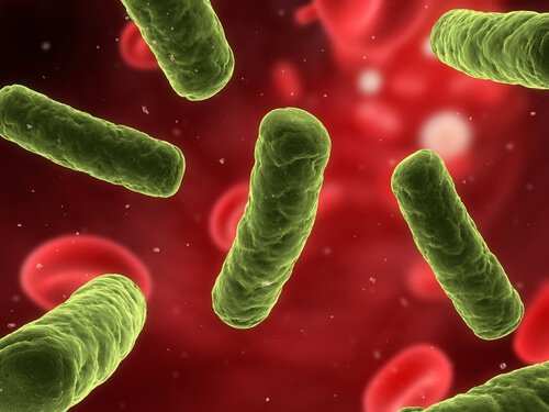 The immune system plays a role in vaginal infections