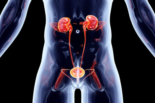 Urinary tract.