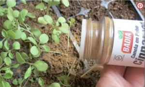 The Many Uses for Cinnamon in Gardening