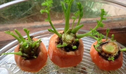 How to grow carrots using carrot tops