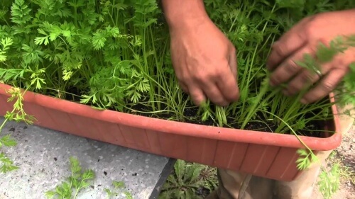 Man growing carrots