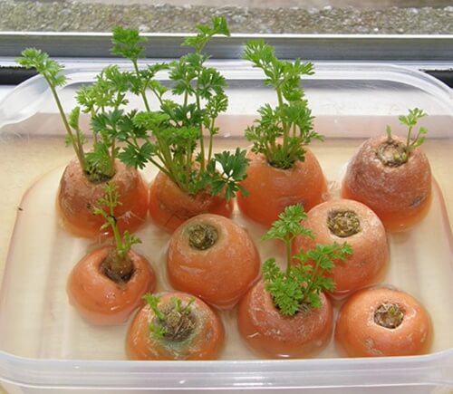 Carrot tops soaking in water