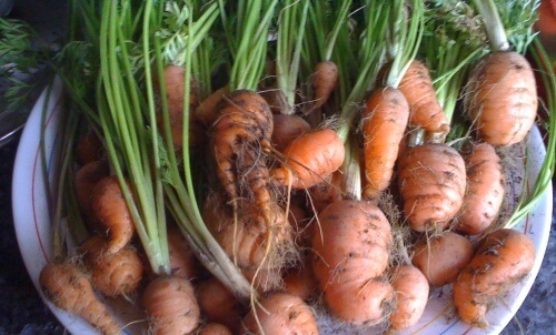 How To Grow Carrots at Home