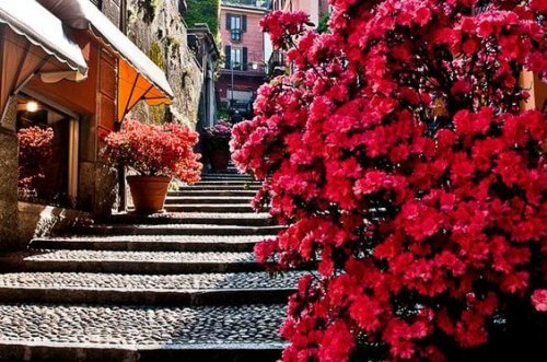 cityscape-flowers
