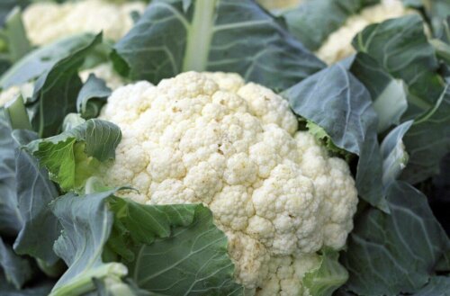 Various heads of cauliflower.