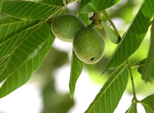 Green walnut