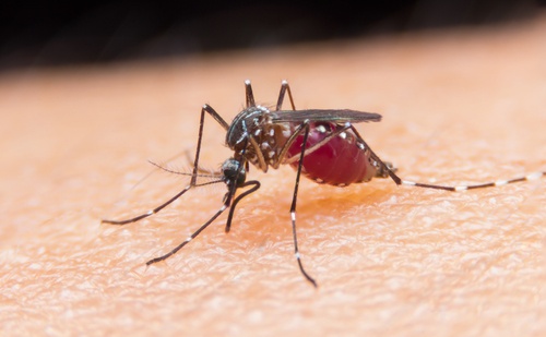 4 Unusual Tips to Avoid Mosquitoes 4 Unusual Tips to Avoid Mosquitoes