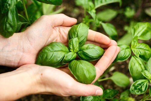 Relieve gas with basil tea