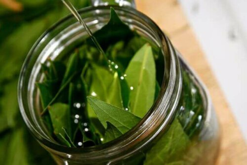 A person making bay leaf oil.