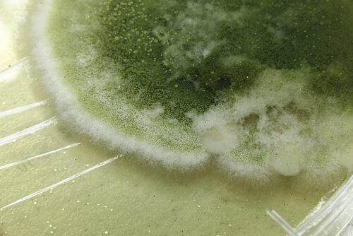 Very green fungus inside washing machine humidity naturally eliminate mildew