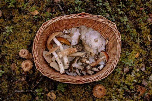 A basket full of mushrooms.