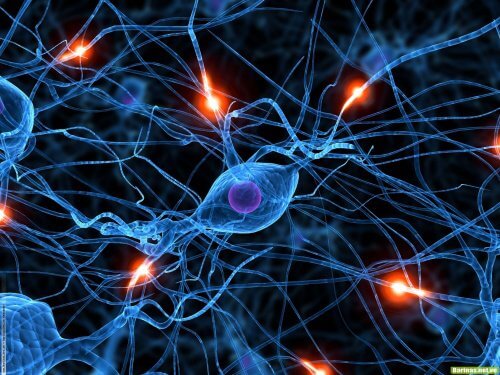 A close-up of cells in our body.
