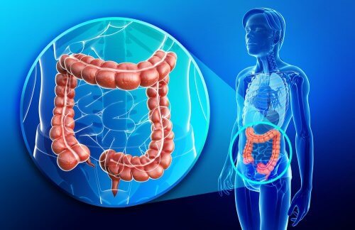 A healthy intestinal tracts if one of the benefits of onions