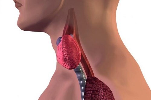 Anatomical image of thyroid in human benefits of eating oats
