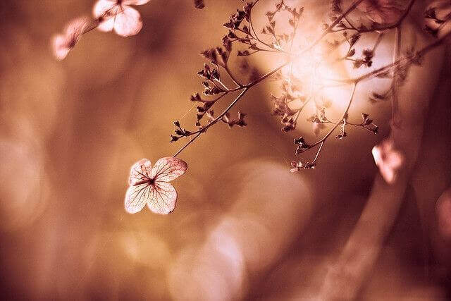 A few flowers on a tree.