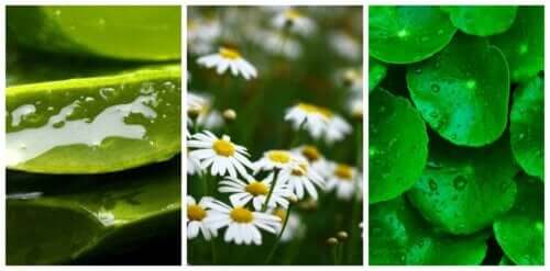 Are there plants that can cure and heal wounds?