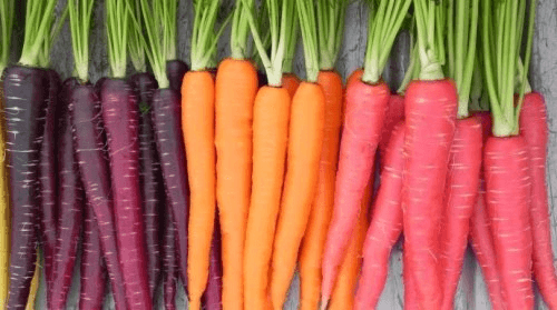Different colored carrots