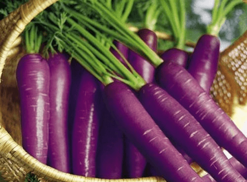 Purple carrots