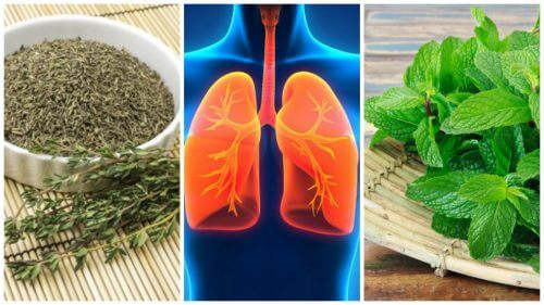 8 Herbs You Can Use to Improve Your Lung Health