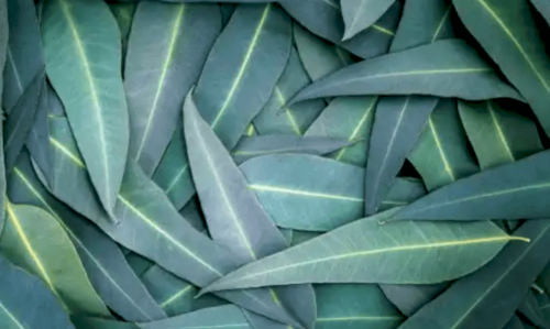 Eucalyptus leaves.