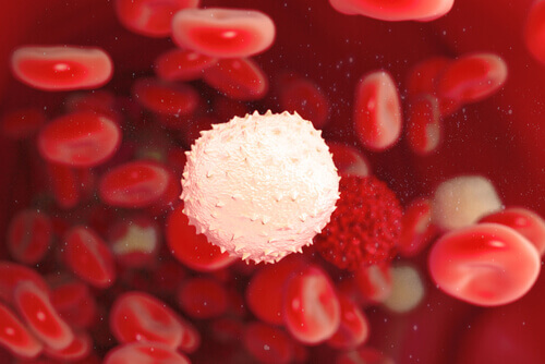 Immune system.