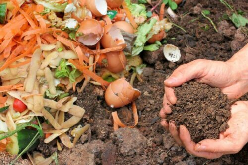 Compost for plants.