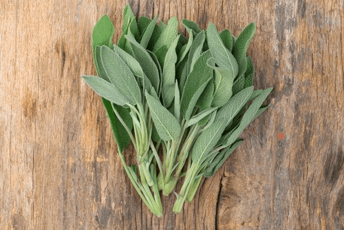 Sage leaves to improve lung health