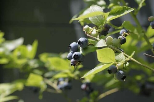 Blueberries are great for people with type 2 diabetes.