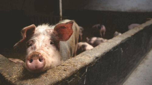 A dirty pig in a sty.