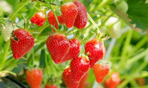 9 Health Properties of Strawberries