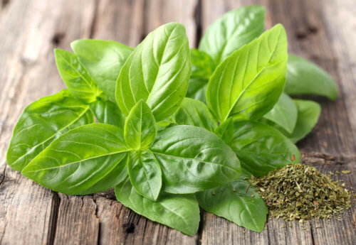 Some basil on a wooden table.
