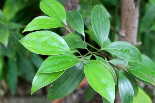 Some cinammon leaves.