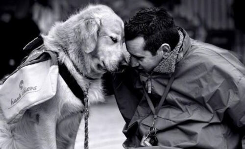 Team Up with a Dog to Fight Homesickness Team Up with a Dog to Fight Homesickness