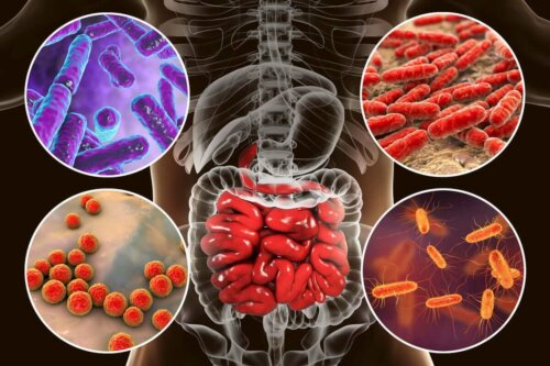 microbiotic in the human body close up