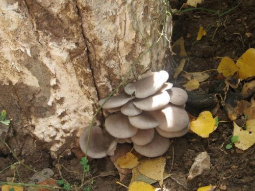 Oyster mushrooms in nature growing on a tree in a stack