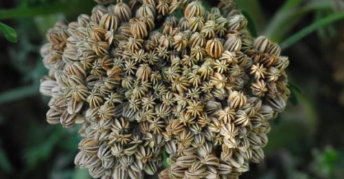 Monnier's snowparsley.