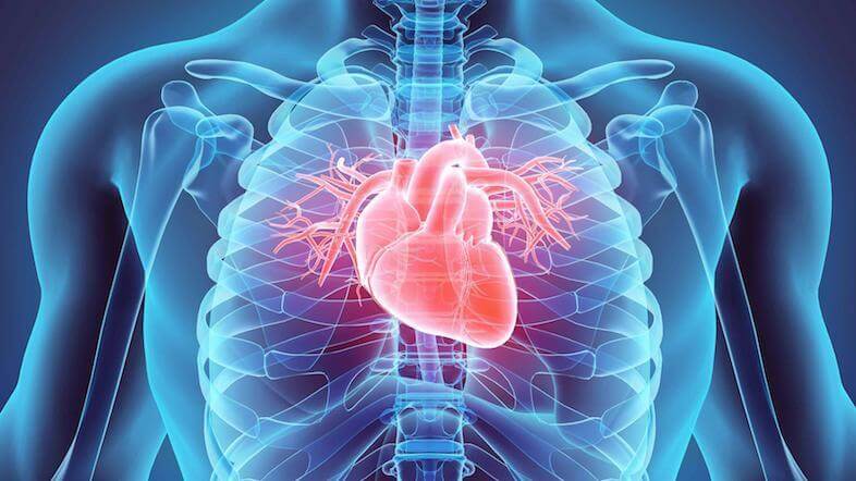 Heart beating inside the body.