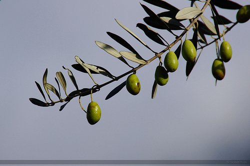 Olive tree branch sky