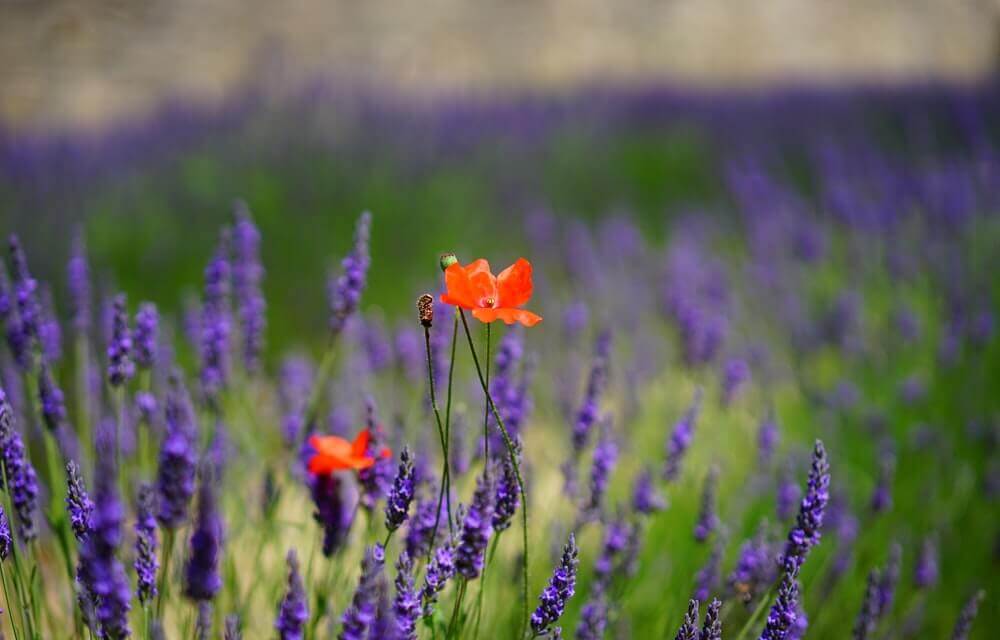 Orange poppies in the middle of a lavender field.