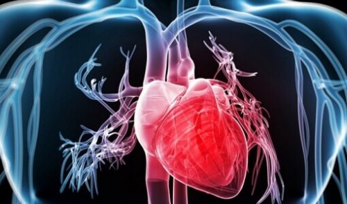 Heart inside body showing blood vessels artistic sugar-apples