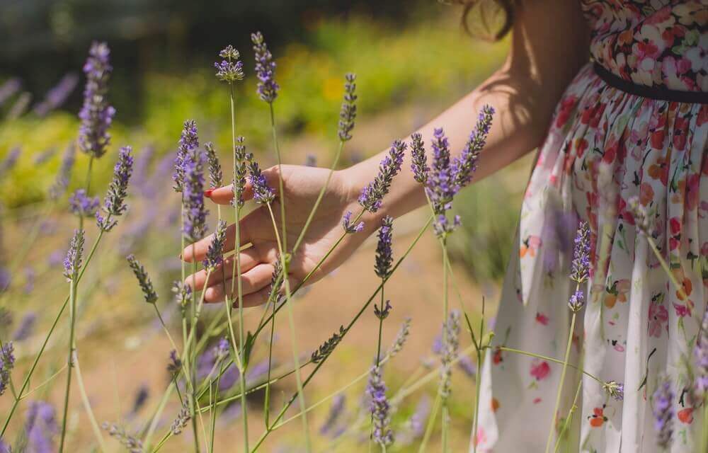 A woman running her fingers through lavender in a field.