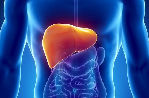 The position of the liver.
