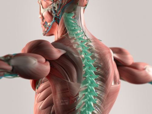 New Studies Show that Microfibers May Help to Reconstruct the Spine New Studies Show that Microfibers May Help to Reconstruct the Spine
